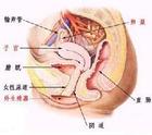 上海正规二代试管婴儿成功率-子宫内膜炎应如何诊断？